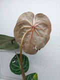 Anthurium Red Crystallinum