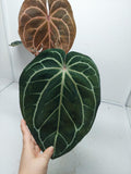 Anthurium Red Crystallinum