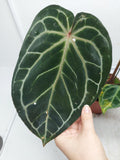 Anthurium Red Crystallinum