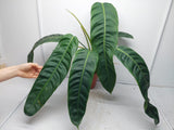 Philodendron Patriciae