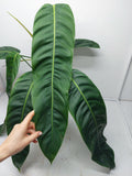 Philodendron Patriciae