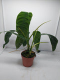 Philodendron Patriciae