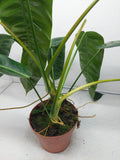 Philodendron Patriciae