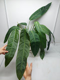 Philodendron Patriciae