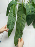 Philodendron Patriciae