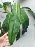 Philodendron Patriciae