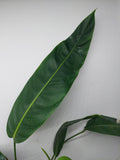 Philodendron Patriciae