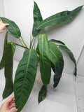 Philodendron Patriciae