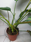 Philodendron Patriciae