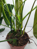 Philodendron Patriciae