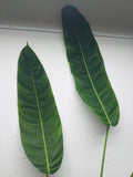 Philodendron Patriciae