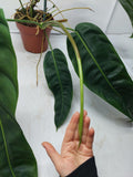 Philodendron Patriciae