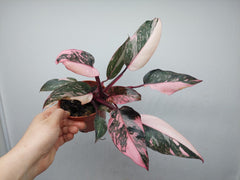 Philodendron Pink Princess Marble Galaxy