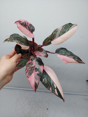 Philodendron Pink Princess Marble Galaxy