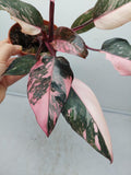 Philodendron Pink Princess Marble Galaxy