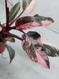 Philodendron Pink Princess Marble Galaxy