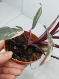 Philodendron Pink Princess Marble Galaxy