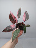 Philodendron Pink Princess Marble Galaxy