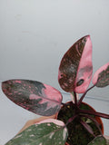 Philodendron Pink Princess Marble Galaxy