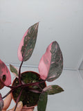 Philodendron Pink Princess Marble Galaxy