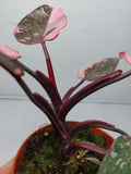 Philodendron Pink Princess Marble Galaxy