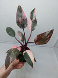 Philodendron Pink Princess Marble Galaxy