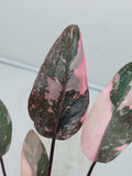 Philodendron Pink Princess Marble Galaxy