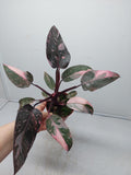 Philodendron Pink Princess Marble Galaxy