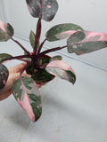 Philodendron Pink Princess Marble Galaxy