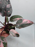 Philodendron Pink Princess Marble Galaxy