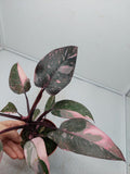 Philodendron Pink Princess Marble Galaxy