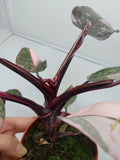 Philodendron Pink Princess Marble Galaxy