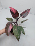 Philodendron Pink Princess Marble Galaxy