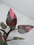 Philodendron Pink Princess Marble Galaxy