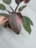 Philodendron Pink Princess Marble Galaxy