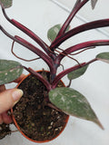 Philodendron Pink Princess Marble Galaxy