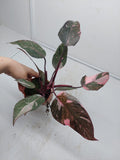 Philodendron Pink Princess Marble Galaxy