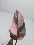 Philodendron Pink Princess Marble Galaxy