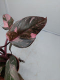 Philodendron Pink Princess Marble Galaxy