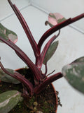 Philodendron Pink Princess Marble Galaxy