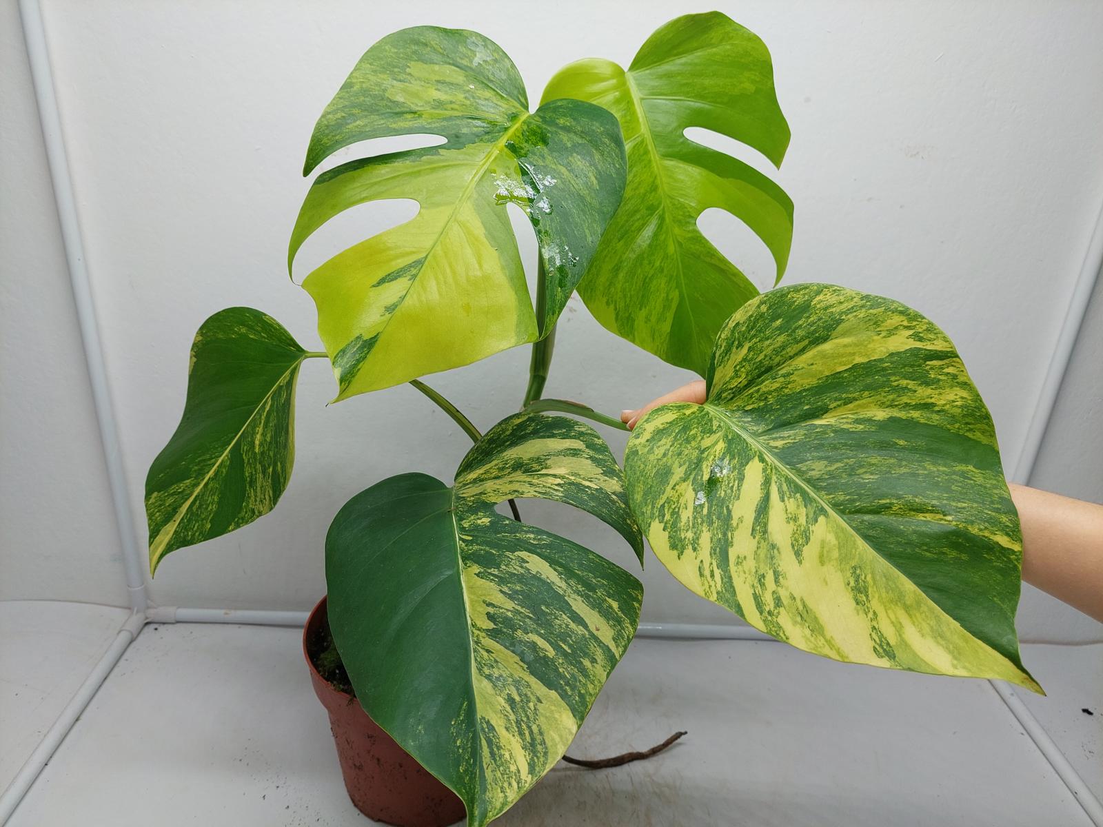 Monstera Aurea Variegata