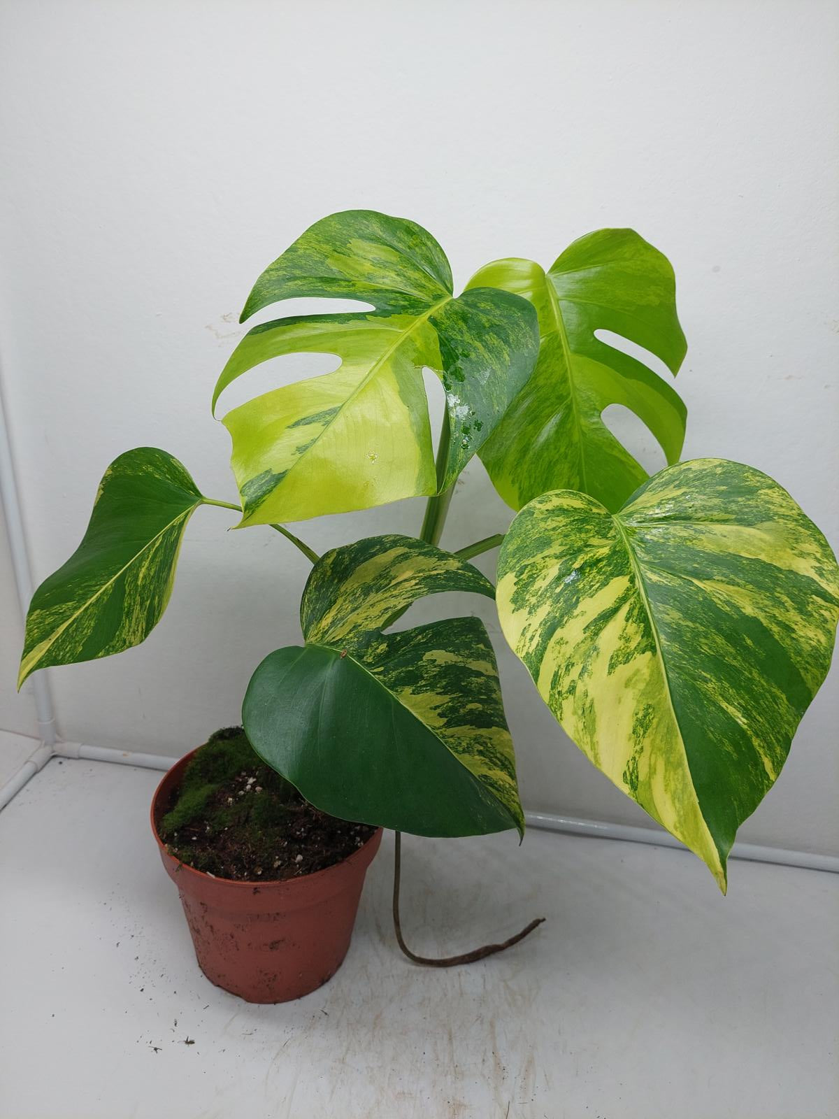 Monstera Aurea Variegata