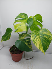 Monstera Aurea Variegata