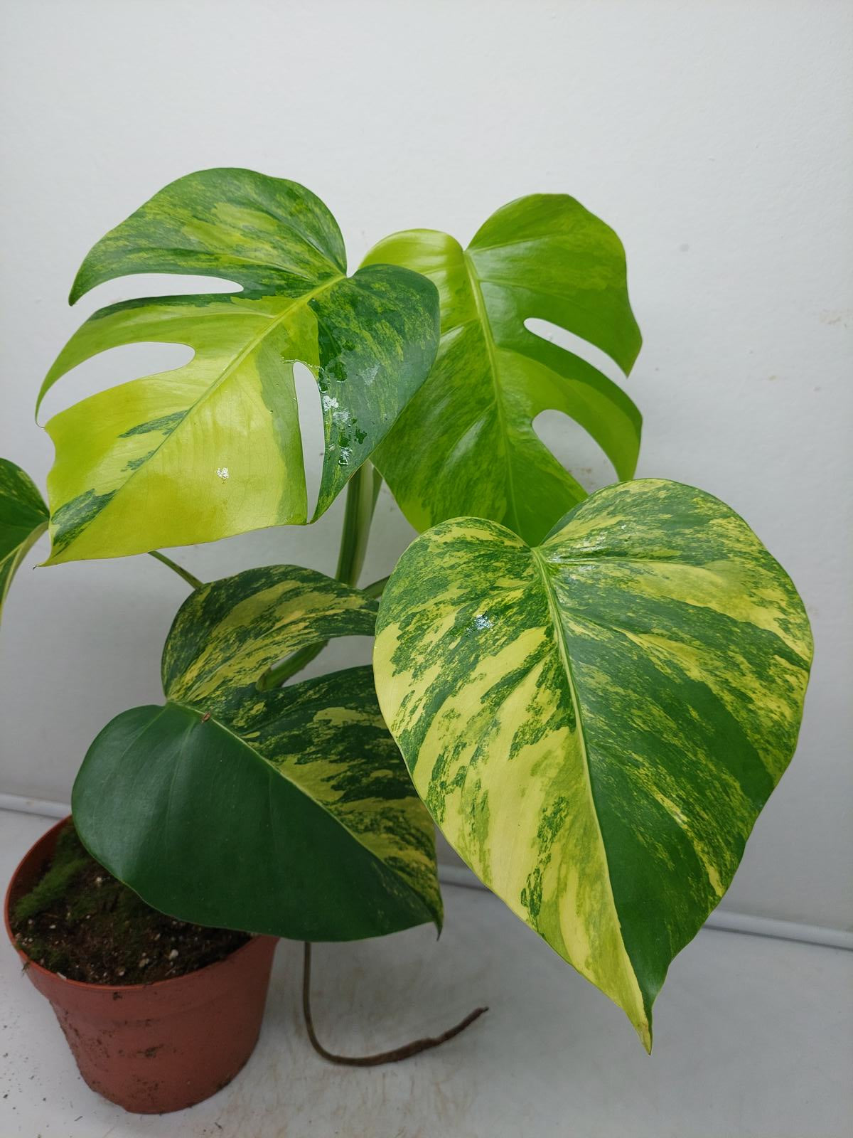 Monstera Aurea Variegata