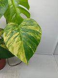 Monstera Aurea Variegata