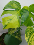 Monstera Aurea Variegata