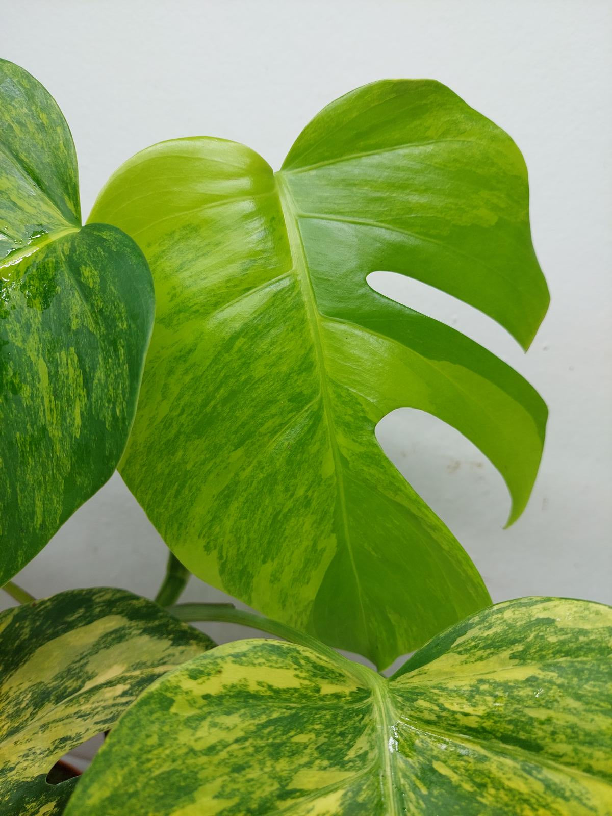 Monstera Aurea Variegata