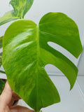 Monstera Aurea Variegata