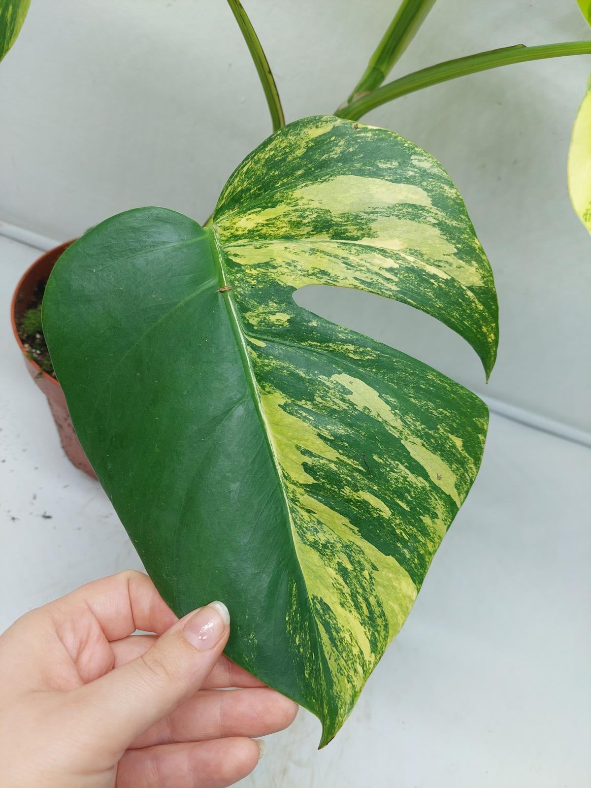 Monstera Aurea Variegata