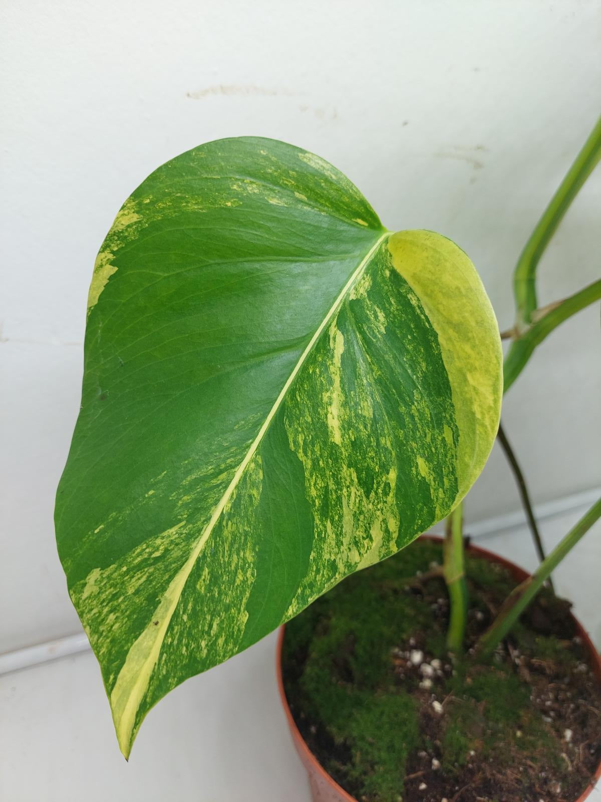 Monstera Aurea Variegata